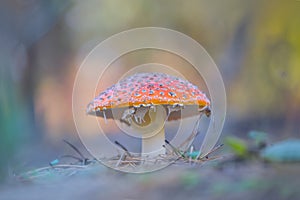 Red flyagaric mushroom in forest
