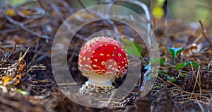 red flyagaric mushroom in forest