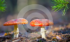 red flyagaric mushroom in forest