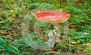 red flyagaric mushroom in forest