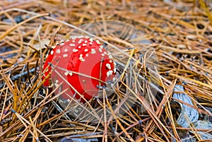 red flyagaric mushroom in a forest