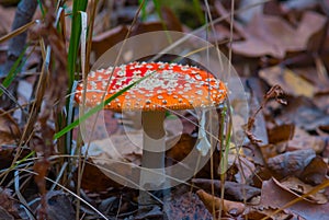 red flyagaric mushroom in a forest