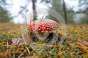 Red flyagaric mushroom in a forest among dry pine needles