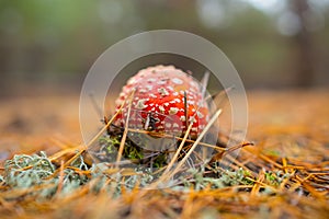 Red flyagaric mushroom in a forest among dry pine needles