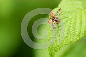 Red flying ladybird on a leaf