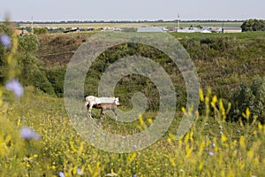 Red foal drinking mother`s milk in the meadow. Horse and baby grazing on a meadow