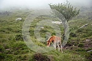 Red foal grazing on a hillside in the fog. Young horse eating green fresh grass in a mountain pasture