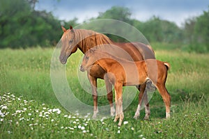 Red foal with mare photo