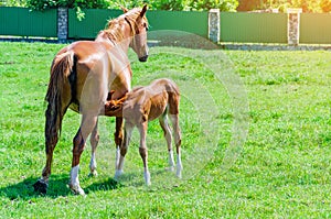Red foal with mare on green grass in the pen