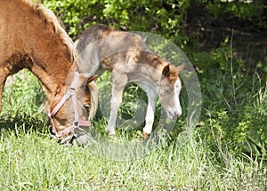 Red foal pony eating the green grass near his mother pony