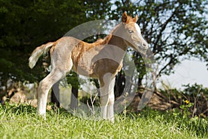 Red foal pony with a white blaze on his head