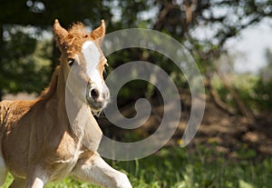 Red foal pony with a white blaze on his head running