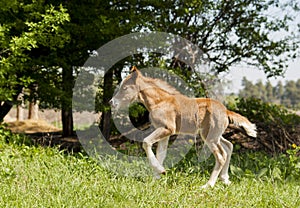 Red foal pony with a white blaze on his head runs