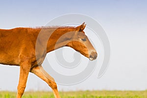 Red foal portrait