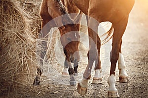 Red foal and a red mare eating hay