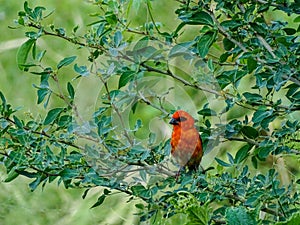 The Red Fody bird is chirping on the branches of the tree to find its food and eating.  I photographed the bird at 11