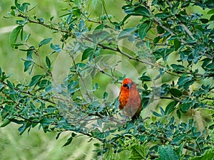 The Red Fody bird is chirping on the branches of the tree to find its food and eating.  I photographed the bird at 12