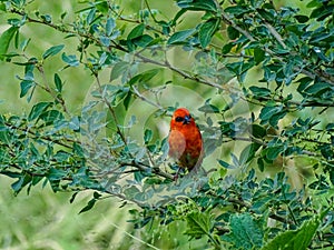 The Red Fody bird is chirping on the branches of the tree to find its food and eating.  I photographed the bird at 13