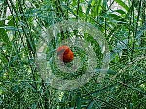 The Red Fody bird is chirping on the branches of the tree to find its food and eating.  I photographed the bird at 16