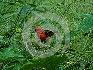 The Red Fody bird is chirping on the branches of the tree to find its food and eating.  I photographed the bird at 26