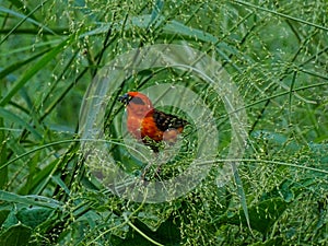 The Red Fody bird is chirping on the branches of the tree to find its food and eating.  I photographed the bird at 30