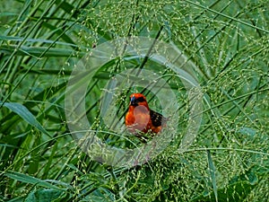 The Red Fody bird is chirping on the branches of the tree to find its food and eating.  I photographed the bird at 31