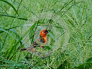 The Red Fody bird is chirping on the branches of the tree to find its food and eating.  I photographed the bird at 33