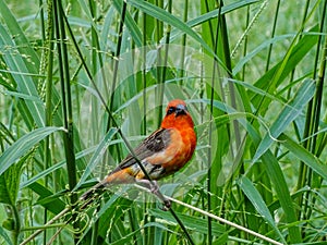 The Red Fody bird is chirping on the branches of the tree to find its food and eating.  I photographed the bird at 42