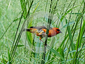 The Red Fody bird is chirping on the branches of the tree to find its food and eating.  I photographed the bird at 44