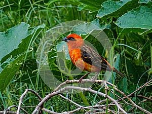 The Red Fody bird is chirping on the branches of the tree to find its food and eating.  I photographed the bird at 45