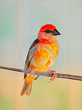 Red Fody bird posing in front of pastel background