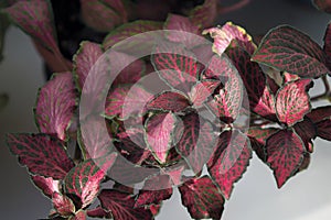 Red foliage of fittonia houseplant
