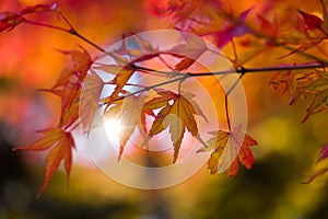 Red foliage of Japanese maple tree photo