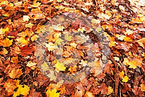 Red foliage of maple leaves