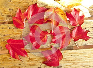 Red foliage of maple leaves