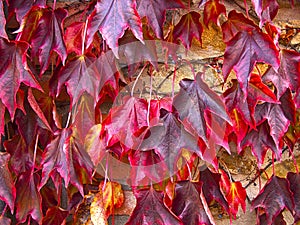 Red foliage of maple leaves