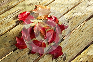Red foliage of maple leaves