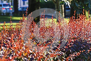 red foliage of plant barberry under sun beams, mid autumn. texture of red and green leaves