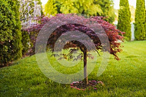 Red foliage of the weeping Laceleaf Japanese Maple tree Acer palmatum