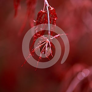 Red foliage of the weeping Laceleaf Japanese Maple tree Acer palmatum in garden