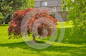 Red foliage of the weeping Laceleaf Japanese Maple tree Acer palmatum in garden