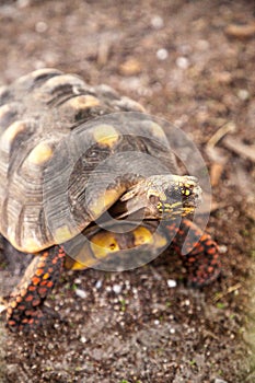 Red-foot tortoise Chelonoidis carbonaria forages along the ground