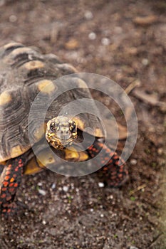 Red-foot tortoise Chelonoidis carbonaria forages along the ground