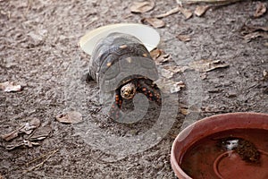 Red-foot tortoise Chelonoidis carbonaria forages along the ground