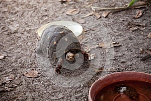 Red-foot tortoise Chelonoidis carbonaria forages along the ground