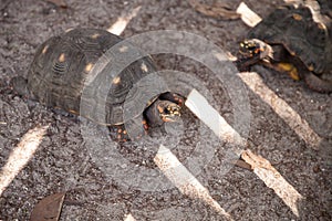 Red-foot tortoise Chelonoidis carbonaria forages along the ground