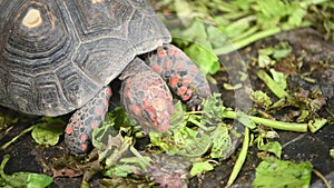 Red foot tortoise eating fresh vegetables as human pet friend in zoo park. Turtles eating green plant. Chelonoidis carbonaria