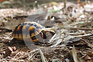 Red-foot Tortoise in the nature,The red-footed tortoise (Chelonoidis carbonarius)