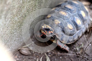 Red-foot Tortoise in the nature,The red-footed tortoise (Chelonoidis carbonarius)