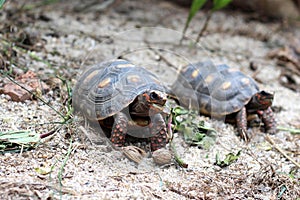 Red-foot Tortoise in the nature,The red-footed tortoise (Chelonoidis carbonarius)